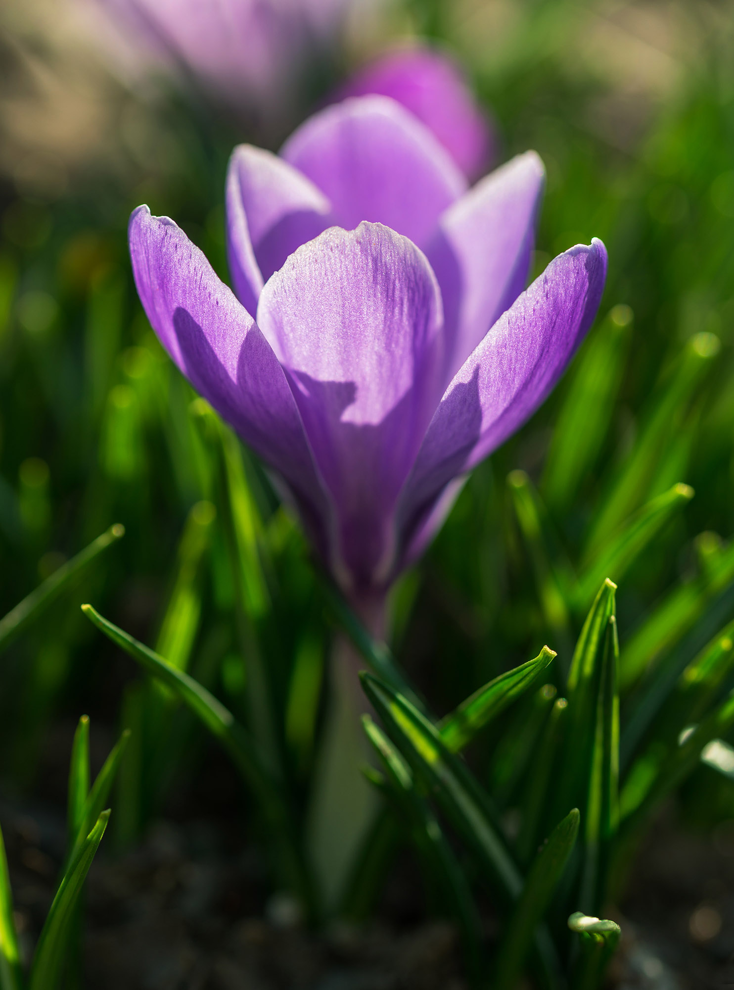 Saffron flower in the spring